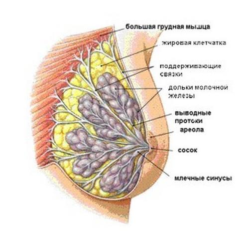 строение молочной железы